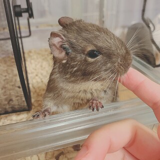 ベタ慣れブルーデグー