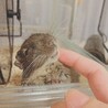 ベタ慣れブルーデグー サムネイル2