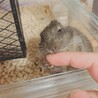 ベタ慣れブルーデグー サムネイル3