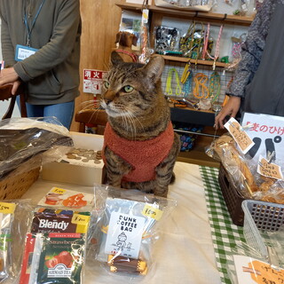 穏やかで人懐こい超癒し系☆リリーさん♂️(動画)