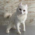アメリカンカール2歳の男の子