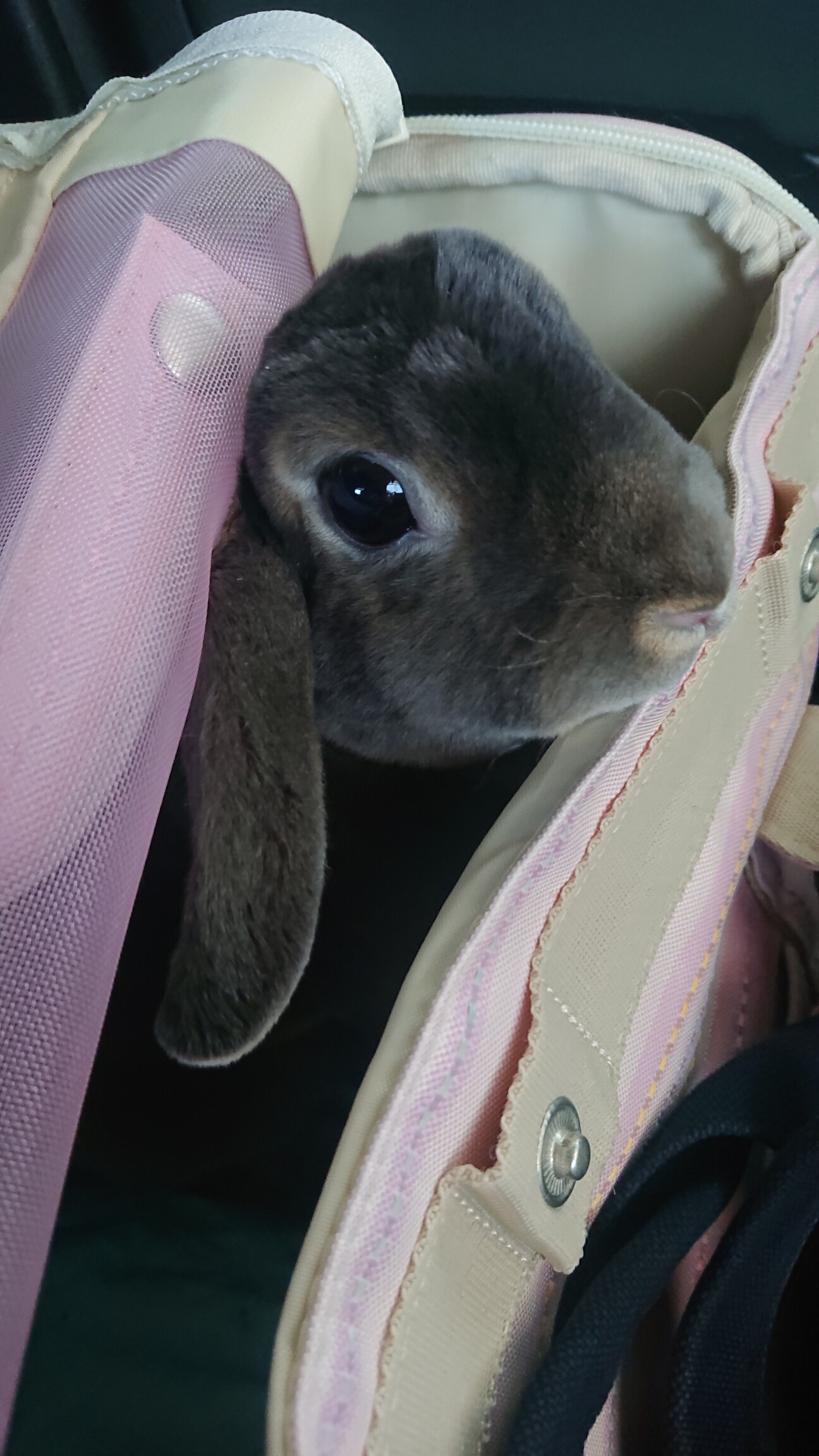 うさぎ レッキス 3歳 北海道 小動物の里親募集 ペットのおうち 月間利用者150万人