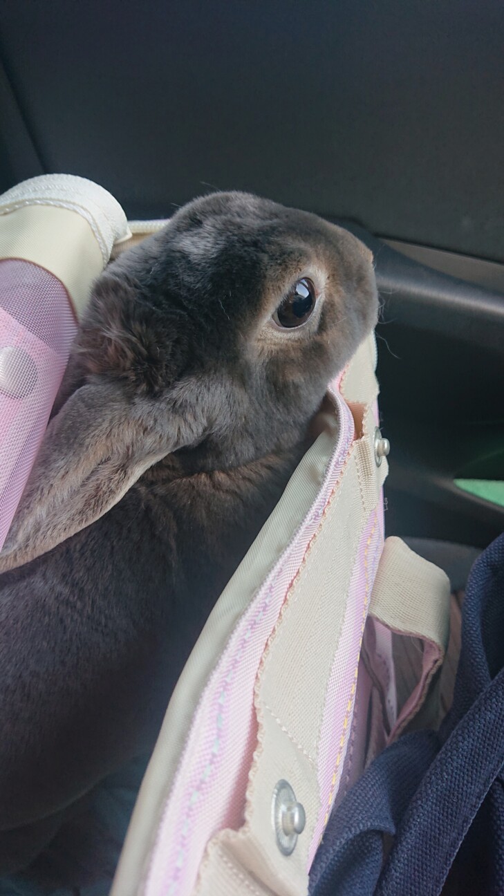 うさぎ レッキス 3歳 北海道 小動物の里親募集 ペットのおうち 月間利用者150万人