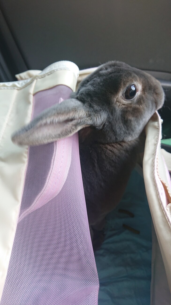 うさぎ レッキス 3歳 北海道 小動物の里親募集 ペットのおうち 月間利用者150万人