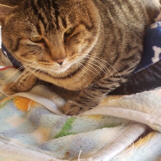 成猫の里親募集