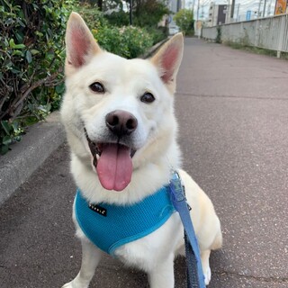 マイペースで食べることが大好き【ポンチョ】くん