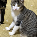 再募集！野良猫キジ白ちゃん