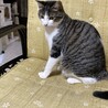 再募集！野良猫キジ白ちゃん サムネイル2