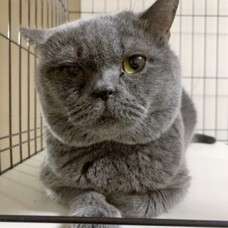 ブリティッシュのヨシヒロくん