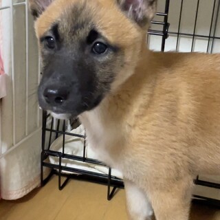 募集停止6匹兄弟。この子だけ残ってしまいました