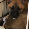 募集停止6匹兄弟。この子だけ残ってしまいました サムネイル3