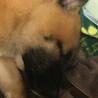 募集停止6匹兄弟。この子だけ残ってしまいました サムネイル5