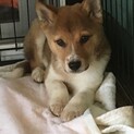 トライアルします家族に迎えてください