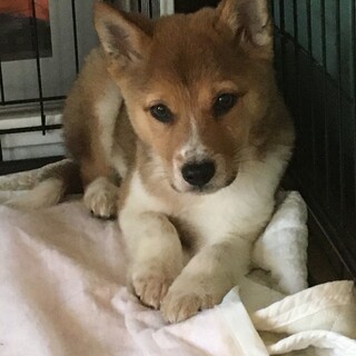 トライアルします家族に迎えてください