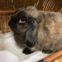 チョコレート　♀　うさぎ