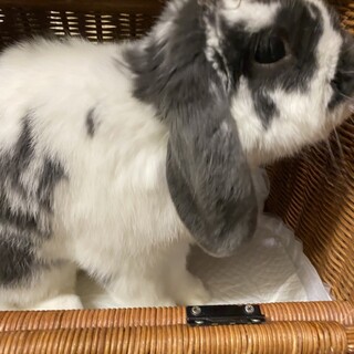 ロップイヤー♂　ブルーブロークン