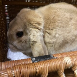 ロップイヤー　♀　オレンジ