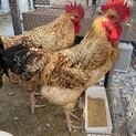 鶏の雄2羽の里親募集しています！