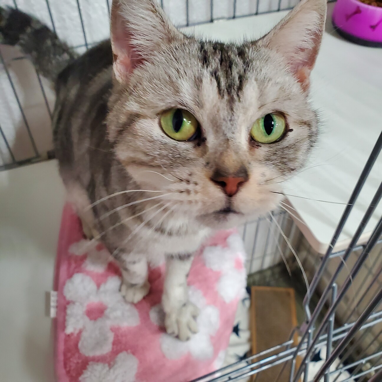 のりこ ふみふみごろごろ 東京都 猫の里親募集 ペットのおうち 月間利用者150万人