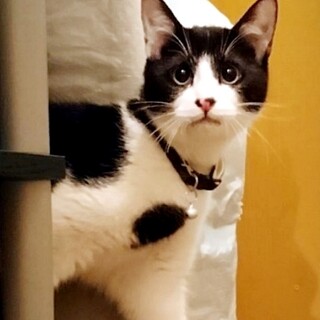 白黒ハチワレ兄弟　鼻黒模様の おんぷ♂