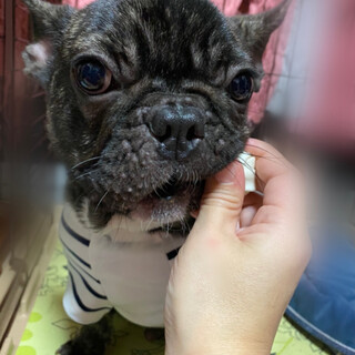 フレンチブルドッグ男の子１歳
