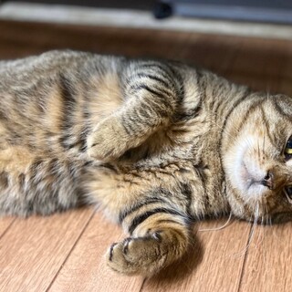 ゴロゴロの甘えん坊さん♡まるもくん