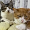猫と仲良くできる才能あり♪げんた サムネイル6