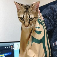 ディンディン