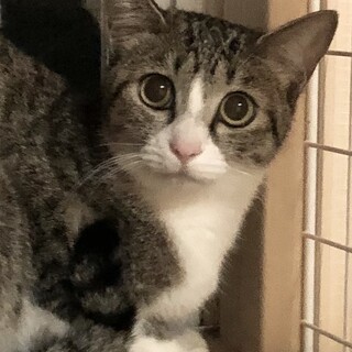 ちょっとビビりなキジ白娘　スピカちゃん