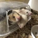 ゴールデンハムスター赤ちゃん