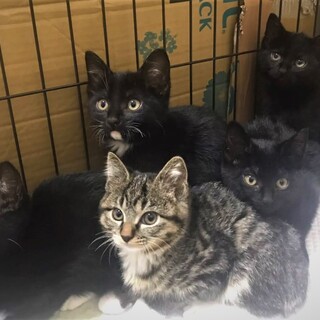 テレサチルドレン！5匹の元気な子猫たち