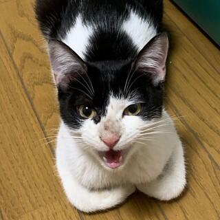 野良猫を保護しました