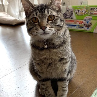 募集一時停止❤️キジトラ男子サンタ