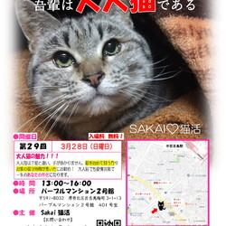 Sakai♥猫活(大人猫の譲渡会）