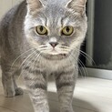 ブリテッシュショートヘア♀うにちゃん