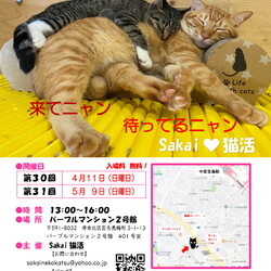 Sakai♥猫活　譲渡会