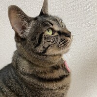 まりも