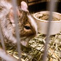 福岡近辺でデグーの里親募集しています。
