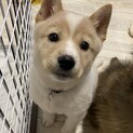 ミックス子犬の男の子 こたろうくん