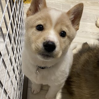 ミックス子犬の男の子 こたろうくん
