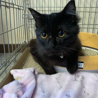 甘えん坊ベリー　長毛　優しい男の子　7ヶ月