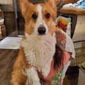 保護っこ♪コギオくん♪里親絶賛募集中！