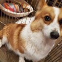 保護っこ♪コギコちゃん♪里親絶賛募集中！