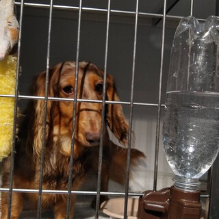 アルテイシアちゃん　ダックス　6歳　女の仔