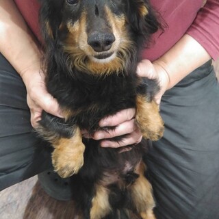 アタル君　ダックス　　5歳　男の仔