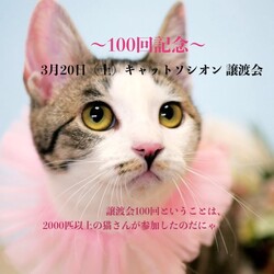 ＊キャットソシオン譲渡会＊