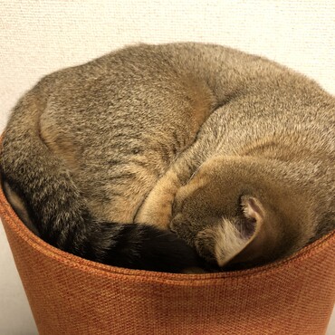 アンモニャイト