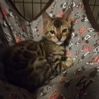 多数の応募を頂きましたので終了させて頂きます。