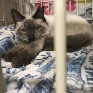 遊び大好き　気弱だけど賢いシャムミックス