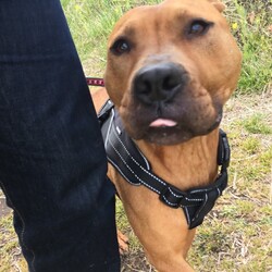 保護犬　ピットブル　マロンちゃん